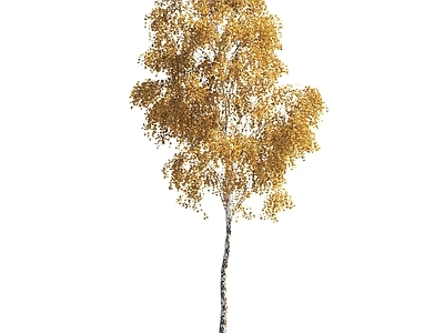 树景观植物乔木落叶树秋天树彩色树黄叶树景观树造型树银杏