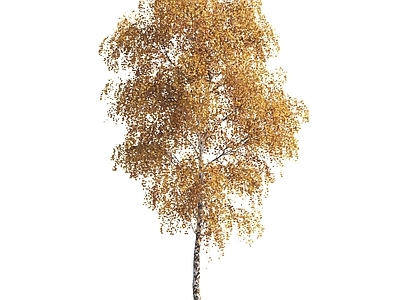 大树乔木景观植物落叶树秋天树彩色树黄叶树景观树造型树银杏