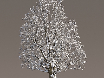 冬季雪景树 景观树