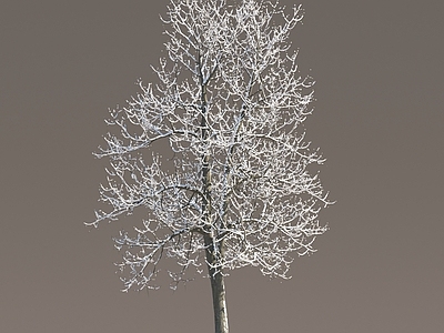 现代树木 雪景树 雪景森林 雪树 冰雪树 积雪树 冬季树木 冬季雪树