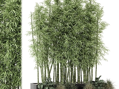 竹子 植物 植物造景 植物堆