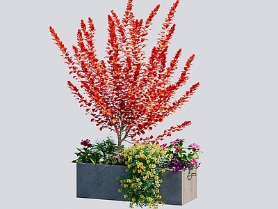 现代花箱 植物搭配