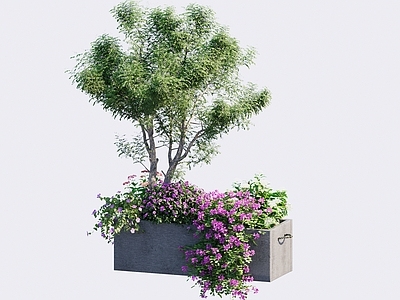 现代花箱 植物组合