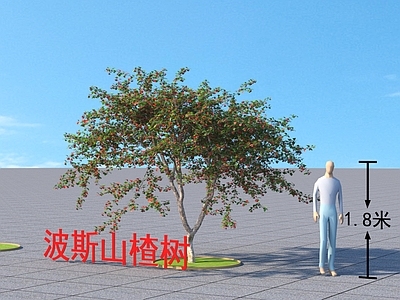 波斯山楂树 乔木