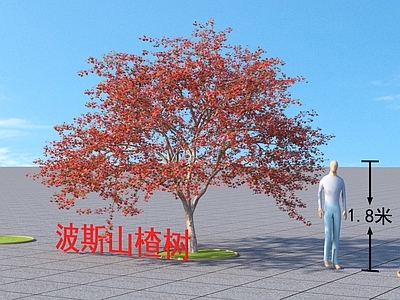 波斯山楂树 乔木