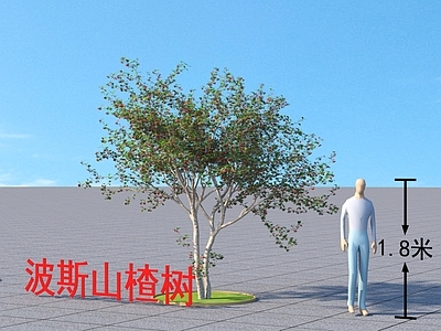 波斯山楂树 乔木