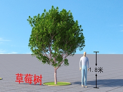 草莓树 乔木