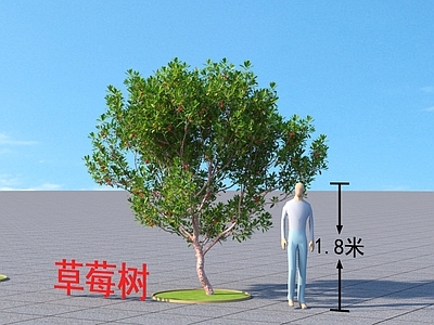 草莓树 乔木