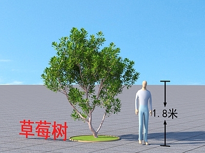 草莓树 乔木