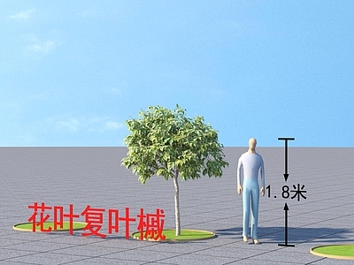 乔木 花叶复叶槭树 植物类