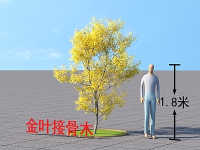 金叶接骨木 乔木