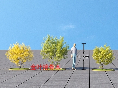 金叶接骨木 乔木