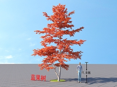 蓝果树 乔木