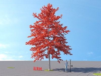蓝果树 乔木