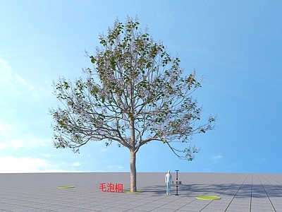 毛泡桐树 乔木