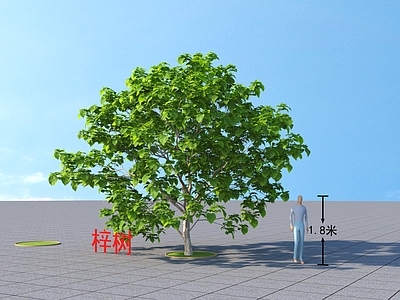 现代梓树 植物类