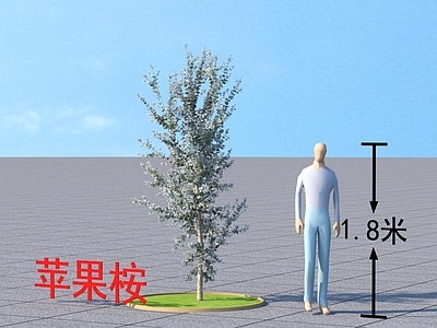 景观苹果桉 植物类乔木