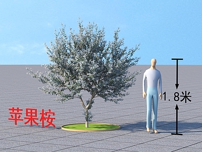 苹果桉