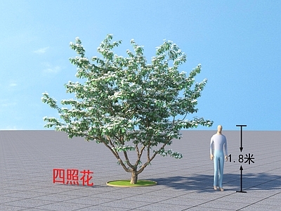 四照花 植物类