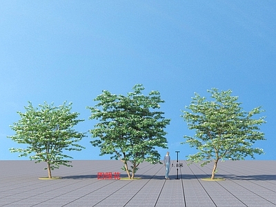 四照花