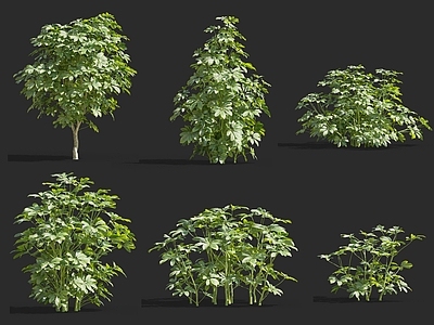 鹅掌柴 鸭脚木 耐阴灌木 热带灌木