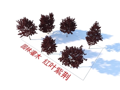 红叶紫荆  乔木