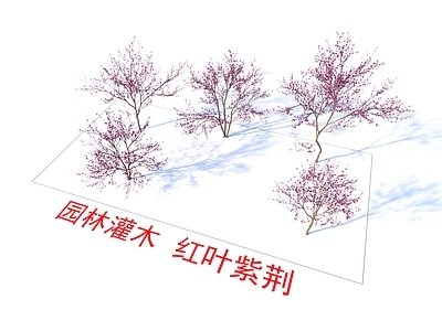 乔木 红叶紫荆