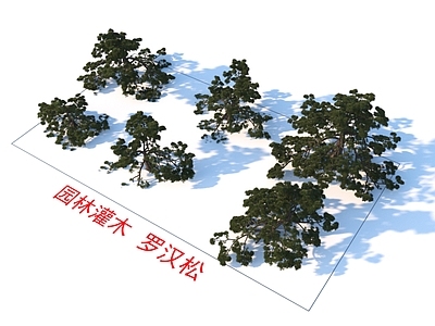 乔木 罗汉松