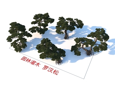 乔木 罗汉松