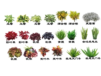 2D观叶灌木地被植物 彩叶草 芙蓉菊 狐尾天冬 玉簪 矾根 洒金榕