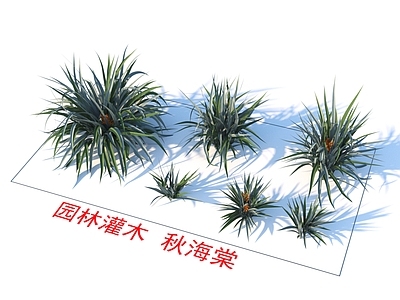 园林灌木 秋海棠 植物类