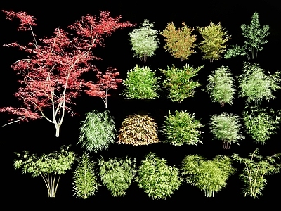 南天竹 植物 文竹 花镜植物 花灌木