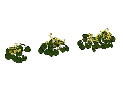 大吴风草