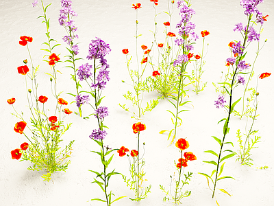 香花芥 虞美人 花草系列 花草 花卉 花朵 小花 植物