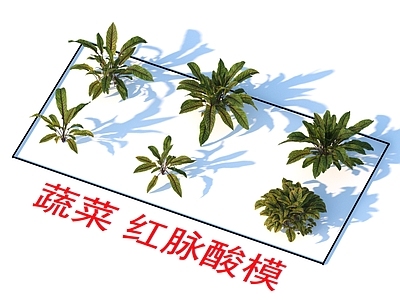 蔬菜 红脉酸模 植物类