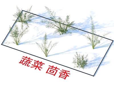 蔬菜 茴香 植物类