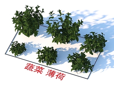 蔬菜 薄荷 植物类