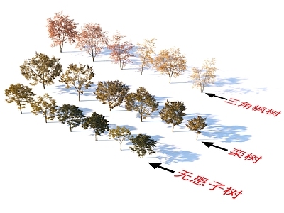 栾树 三角枫树 无患子树 植物树
