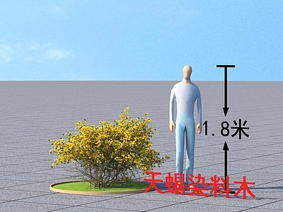 天蝎染料木 常绿小灌木 植物类