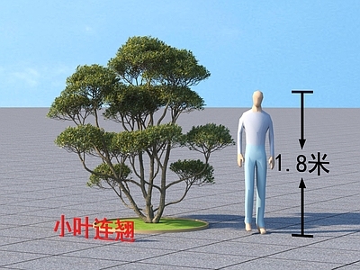 小叶连翘 常绿小灌木 植物类