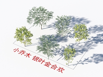 乔木 银叶金合欢 植物类