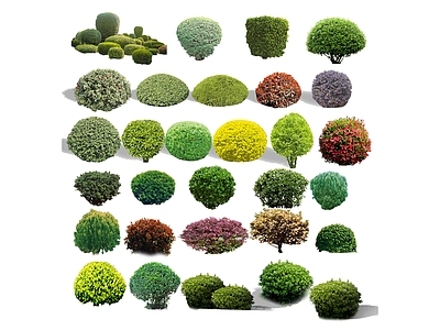绿色植物 灌木
