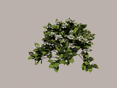 灌木栀子花