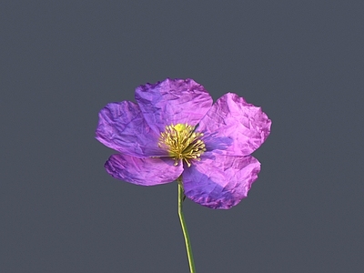 花 野花 花朵