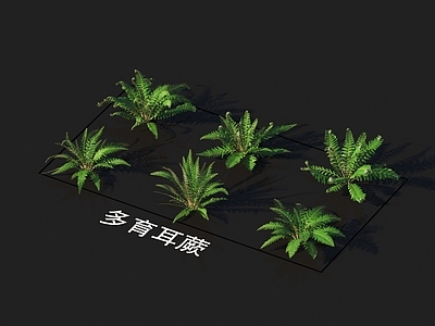 花草 多育耳蕨 植物类