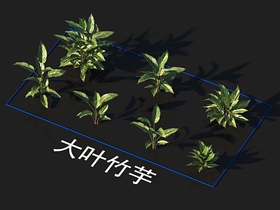 大叶竹芋 花草 植物类