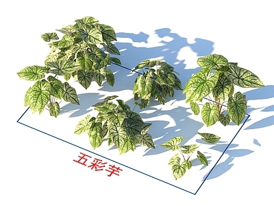 五彩芋 花草 植物类