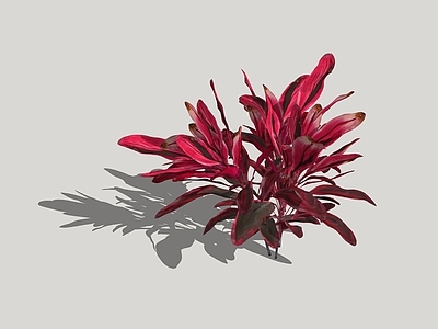 植物 朱蕉
