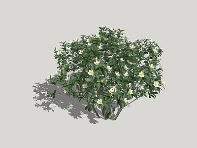 含笑花 灌木球