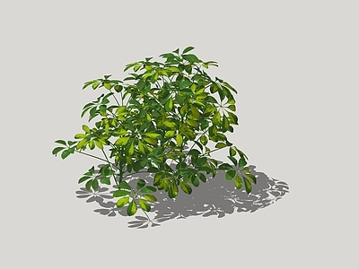鸭脚木 鹅掌柴